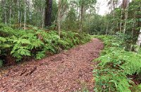 Forest Walking Track Gibraltar Range National Park - Accommodation ACT