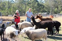 Haigslea EWE Nique Hobby Farm - Accommodation Tasmania