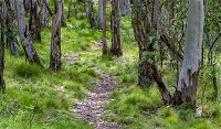 Mount Canobolas State Conservation Area - Attractions Perth