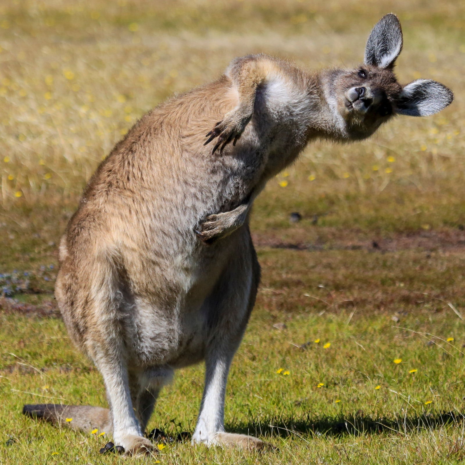 Squeaking Point TAS ACT Tourism