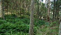Nature Walking Track - Accommodation Rockhampton