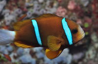 Nursery Reef - Accommodation Brisbane