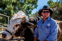 Outback Stockman's Show - Accommodation Cooktown