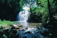 Pepina Falls - Tourism Gold Coast