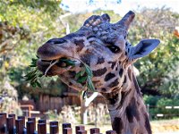 Perth Zoo - Accommodation in Bendigo