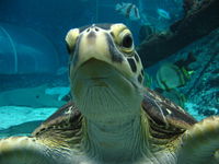 Reef HQ Aquarium - Gold Coast Attractions