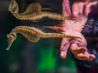 Seahorse World - Attractions Perth
