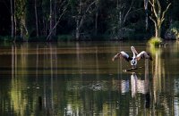 Seaham Swamp Nature Reserve - Accommodation Resorts