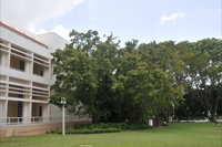 State Square Banyan Tree - Accommodation Daintree