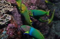 Sunshine Reef - Broome Tourism