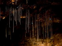 Tamborine Mountain Glow Worm Tours