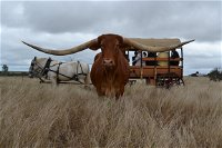 Texas Longhorn Tours - Accommodation Newcastle