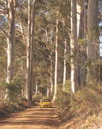 The Great Forest Trees Drive - Accommodation NT