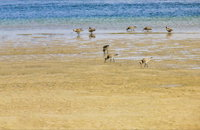 Towra Beach - Accommodation Nelson Bay