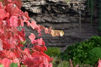 Umpherston Possum Tours - Tourism Caloundra