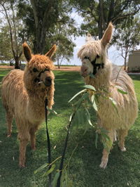Visit an alpaca farm and get up and personal with these gentle and unique animals - Accommodation Sunshine Coast