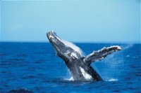 Whale Watching on Keswick Island - Accommodation in Surfers Paradise
