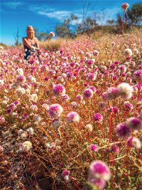 Wineries and Wildflowers - Attractions Perth