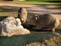 Wombat Statues Moonta - Accommodation Airlie Beach