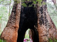 Ancient Empire Walk Valley of the Giants - Accommodation Coffs Harbour