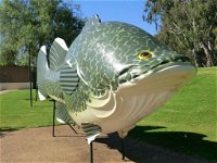 Big Murray Cod - Accommodation Cooktown