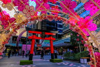 Cherry Blossom Festival - World Square - Tourism Cairns