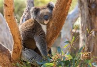 Cleland Wildlife Park - Tourism Canberra