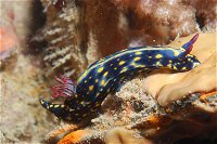 Cochrane Artificial Reef Dive Site - Accommodation Kalgoorlie