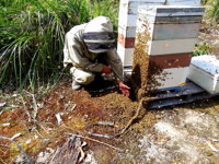 Honey Tasmania - The Beehive