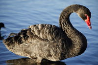 Lake Monger - Goulburn Accommodation