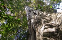 Moore Park Nature Reserve - Accommodation Cooktown