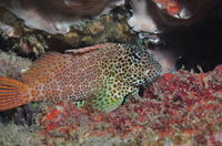 Nine Mile Reef Dive Site - Accommodation Yamba