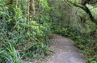 Rainforest Walking Track Roberston Nature Reserve - Accommodation Brisbane