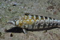 Shelving Beach Dive Site - Attractions