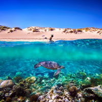 Snorkel the Ningaloo Reef - QLD Tourism
