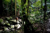 Strickland State Forest - Accommodation Daintree