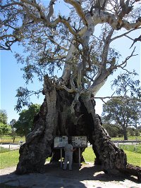 The Herbig Family Tree - Accommodation NT