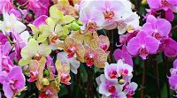 Tinonee Orchid Nursery - Attractions