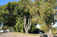 Anzac Avenue Memorial Trees Beerburrum - Lightning Ridge Tourism