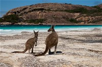 Cape Le Grand National Park - Accommodation ACT