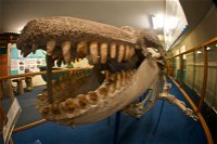 Eden Killer Whale Museum - Kingaroy Accommodation