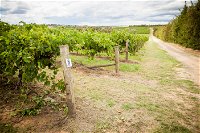 Grove Estate Wines - Tourism TAS