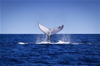 Humpback Whales - Carnarvon Accommodation