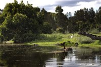 Hunter Wetlands Centre - Accommodation Gold Coast