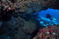 Hutchinson Shoal Dive Site - Gold Coast Attractions