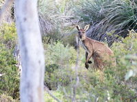 Kaiserstuhl Conservation Park - Accommodation Port Hedland