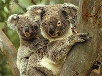 Koalas in Gunnedah - QLD Tourism