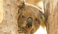 Koala Reserve - Accommodation Noosa
