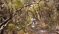 Lyrebird Dell walking track - Accommodation Brisbane