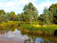 Mansfield Mullum Wetlands - Accommodation Search